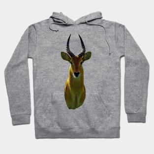 Antelope An Animal Portrait Hoodie